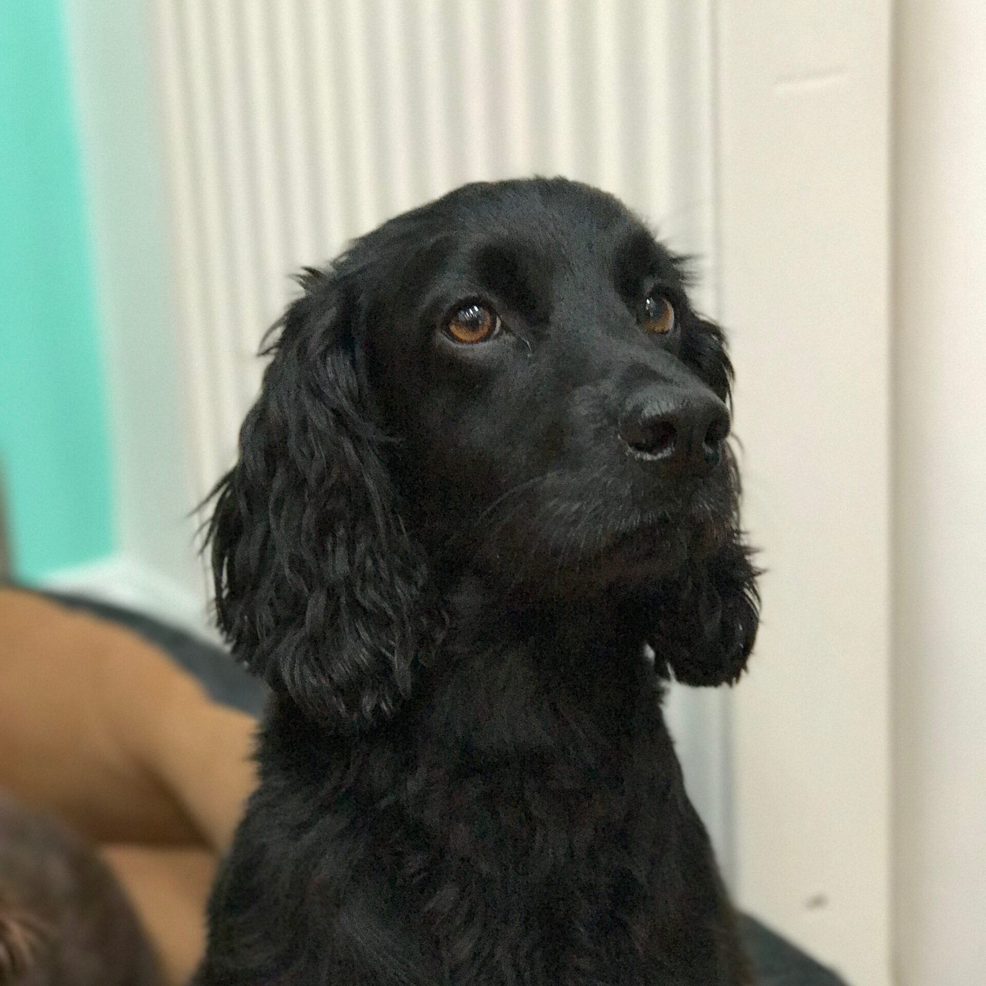 Daisy (1)